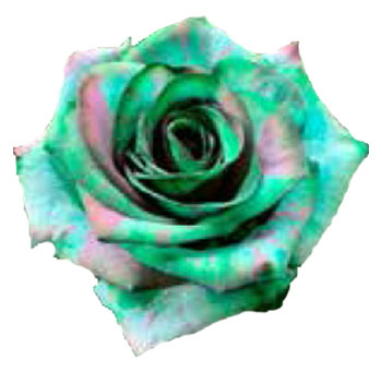 Emerald Rose