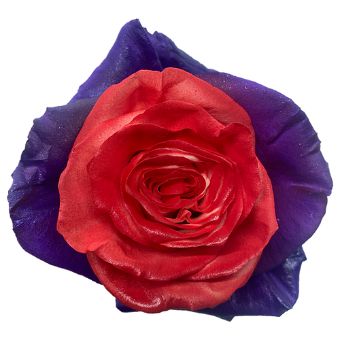 Purple Roses Bicolor