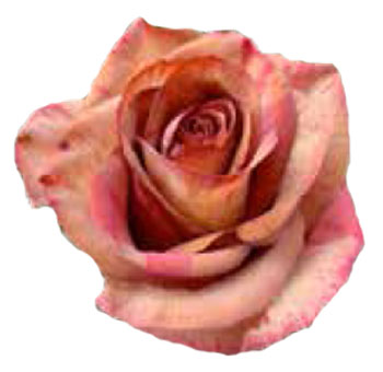 Terracotta Rose