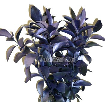 Ruscus – Metallic Blue With Purple Cast Filler Flowers