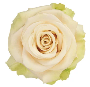Sahara Rose Splendor, creamy-hued roses symbolizing grace and elegance for all occasions.