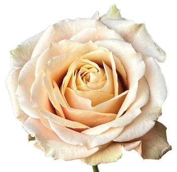 Bouquet of fragrant Sahara Sensation Roses, perfect for weddings.