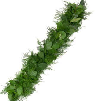 Salal and Plumosa Garland - 5 inches Wide (Regular)