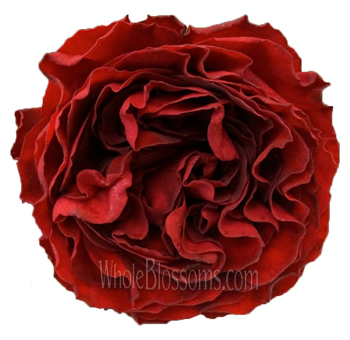 Red Eternity Garden Rose Flower