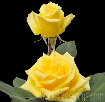 Santa Fe Yellow Rose