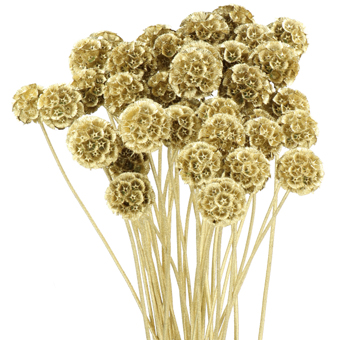 Scabiosa Pods Dyed - Gold