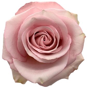Secret Garden Rose