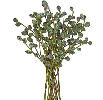 Eucalyptus Flower Arrangements