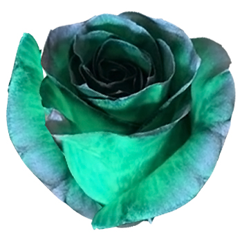 Silver Green Rose