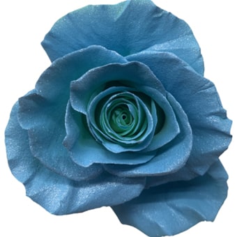 Sky Blue Rose Dyed