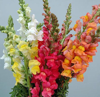 Assorted Snapdragon Flowers