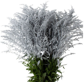 Solidago - Silver Flower Dyed