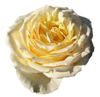 Light Yellow Garden Rose