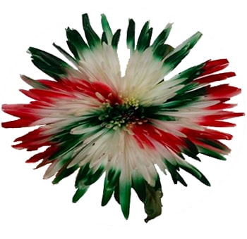 White Spider Mums with Green and Red