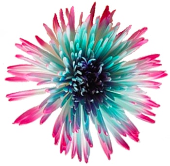 Spider Mums Hot Pink Turquoise