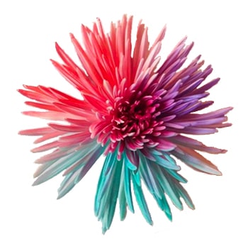 Spider Mums Tricolor Pink Lavender Turquoise