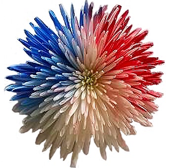 Spider Mums Patriotic White, Blue and Red