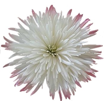 Spider Mums White Pink Tips Airbrushed
