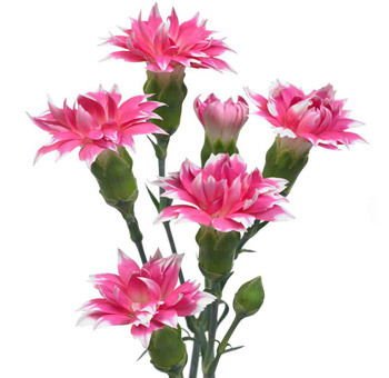 Star Flower Pink Bicolor - Cherry Tessino