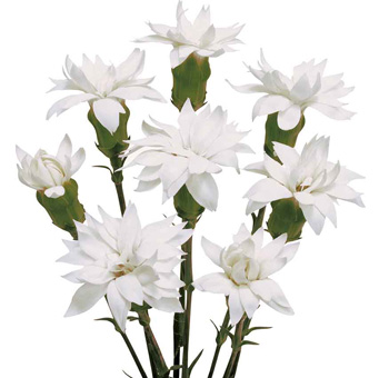 Star Flower White - Snow Tessino