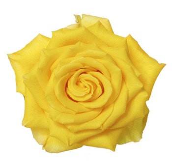 Rose Yellow Flowers