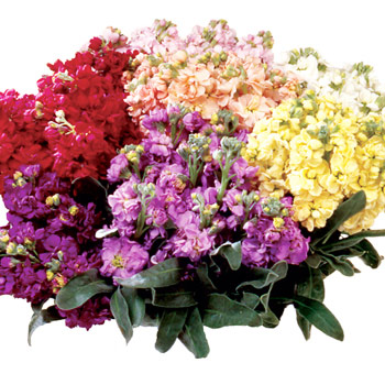 Colors Of Stock Flowers