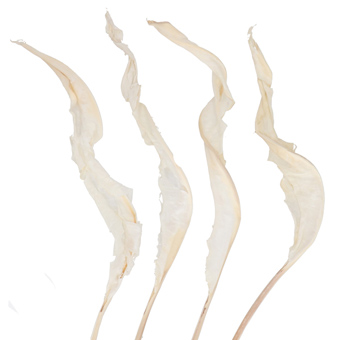 Bird of Paradise Leaf - Bleached White Dried
