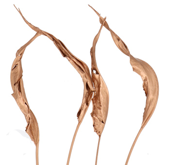 Bird of Paradise Dry Leaves - Copper