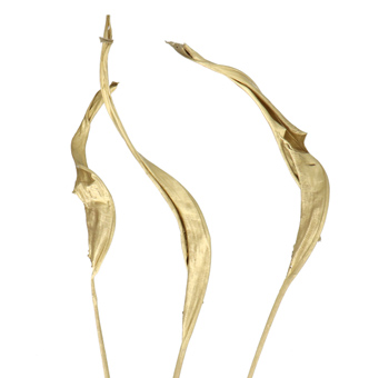 Bird of Paradise Dry Leaves - Gold