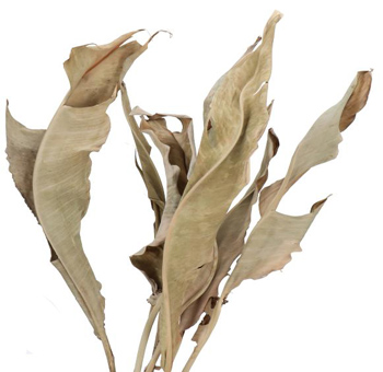 Bird of Paradise Leaf - Natural Dried