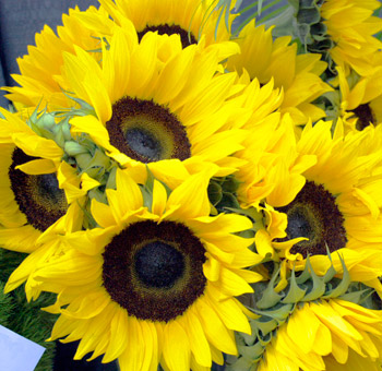 Buy Large Yellow Sunflowers Dark Center - Whole Blossoms