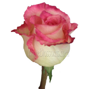 Sweet Unique Pink Organic Roses