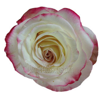 Sweetness Bicolor Organic Roses