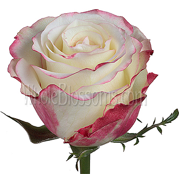 Sweetness Bicolor White and Pink Roses