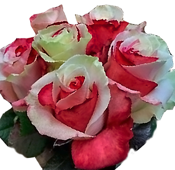 Swirl White and Red Rose Holiday Flowers