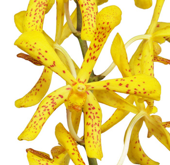 Mokara Orchid Yellow