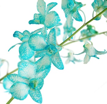 Blue Dendrobium Orchids Teal Tone Dyed