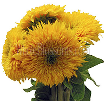 Sunflowers For Sale