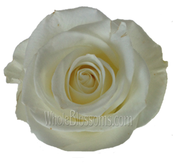 Tibet White Organic Roses