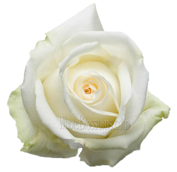 Tibet White Rose