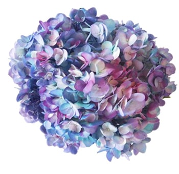 Tie Dye Turquoise Hot Pink Lavender Hydrangea