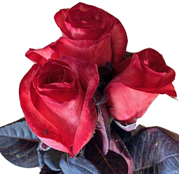 Tinted Red Rose Holiday Flowers