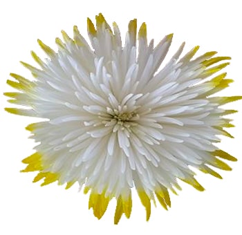 Mums Anastasia White Yellow Tips White Flowers