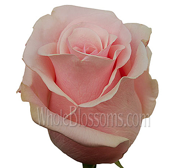 Titanic Roses Wedding Flower