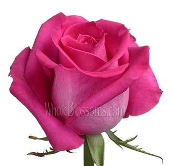 Valentine's Day Dark Pink Organic Roses