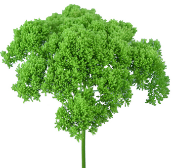 Trachelium Green Premium Flower