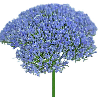 Trachelium Flower - Light Blue