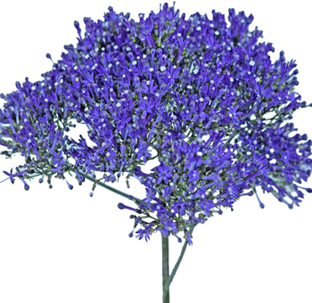 Trachelium Flower - Purple Blue