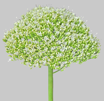 Trachelium White Premium Flower