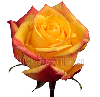Tressor 2000 Yellow Rose